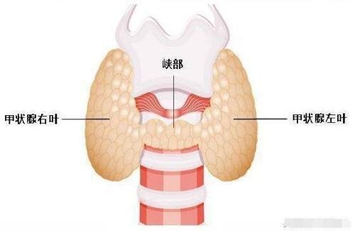 成都胡龙体专家介绍甲状腺结节治疗方法